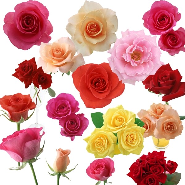 玫瑰花