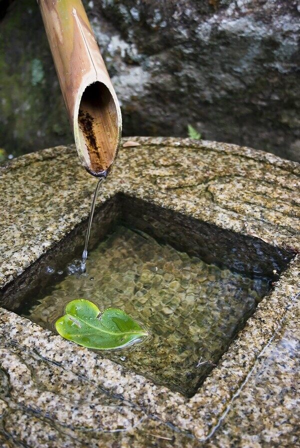 生命之泉圖片