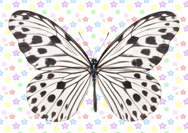 白色底黑色斑点蝴蝶图片