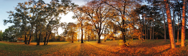 美丽秋天树林景色图片