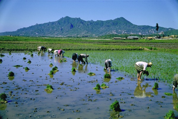 農(nóng)民插秧圖片