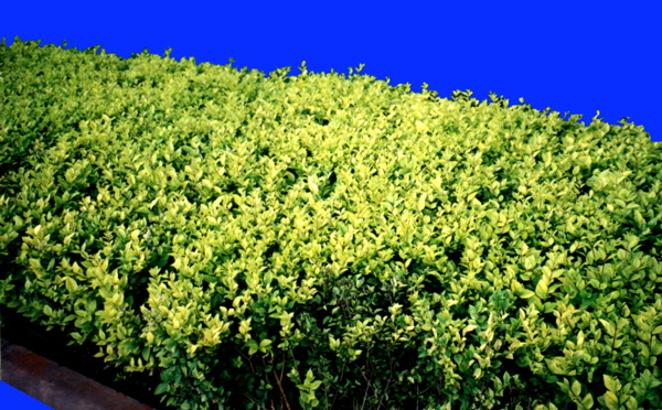植物貼圖素材建筑裝飾JPG0011