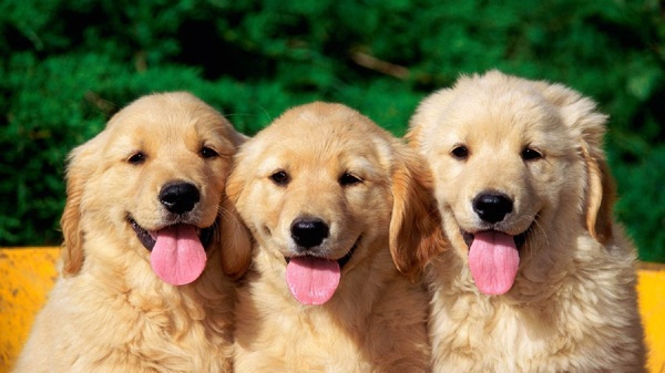 三只金毛犬圖片