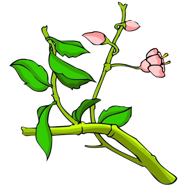 花卉古典插畫(huà)