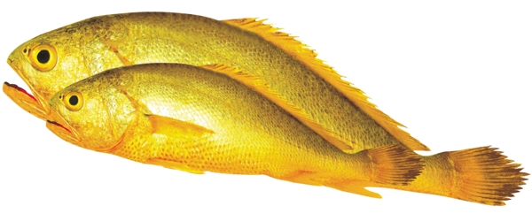 大黃魚圖片