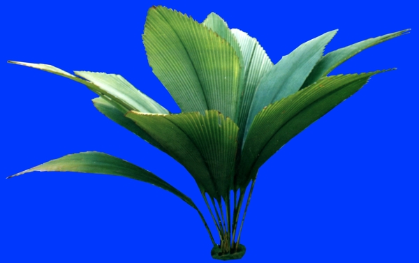 盆栽034植物素材