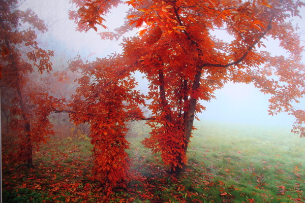 雾气红叶树图片
