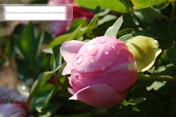 雨后牡丹