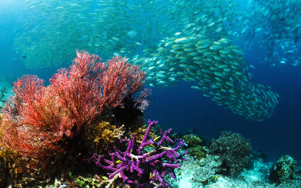 海底生物圖片