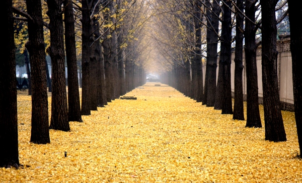 金黄色秋天风景