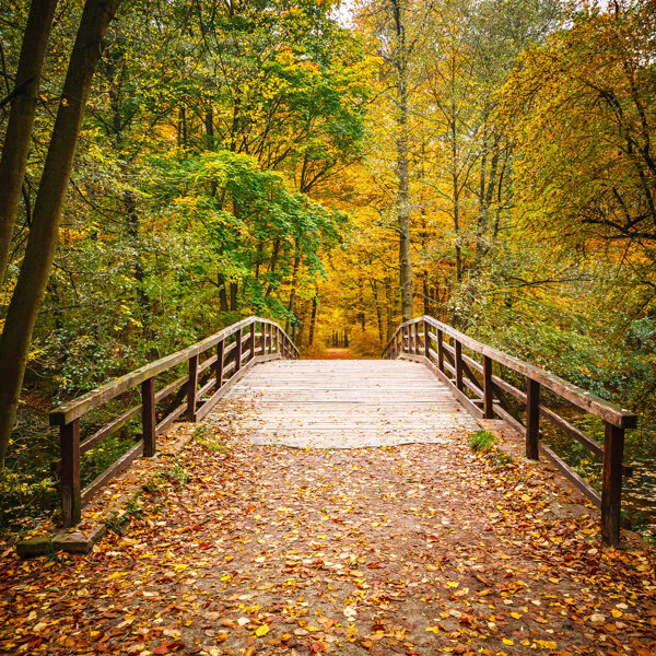 秋天树林小桥图片