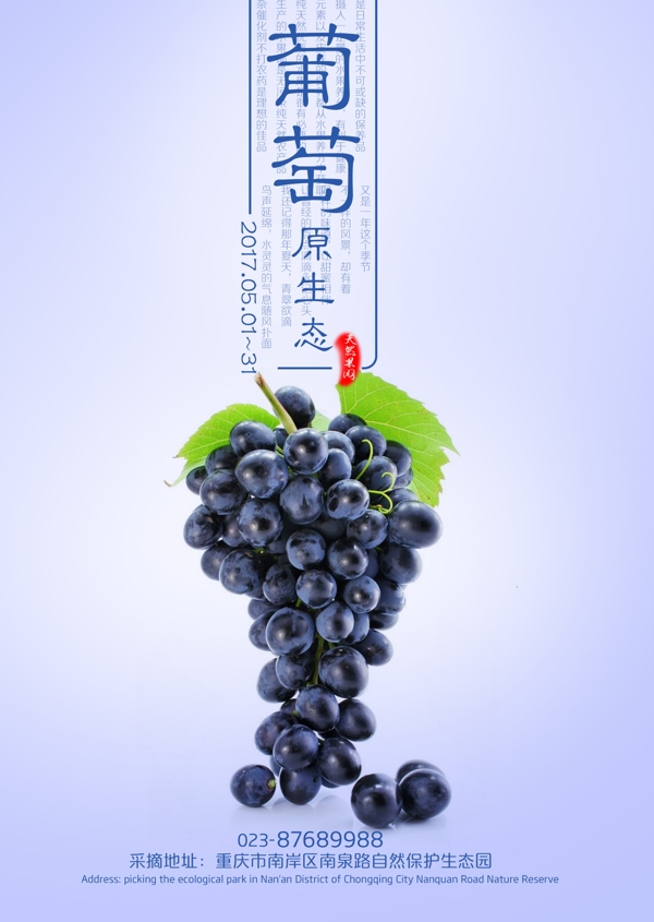 紫色葡萄藍(lán)色葡萄