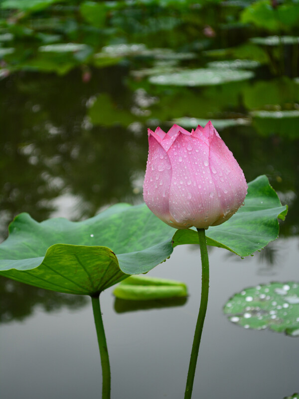 雨后荷花