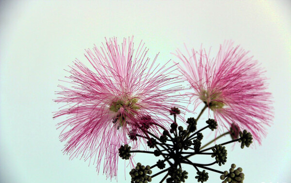 粉色毛绒绒的合欢花