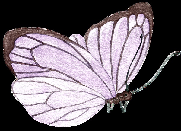 春天蝴蝶卡通透明装饰素材