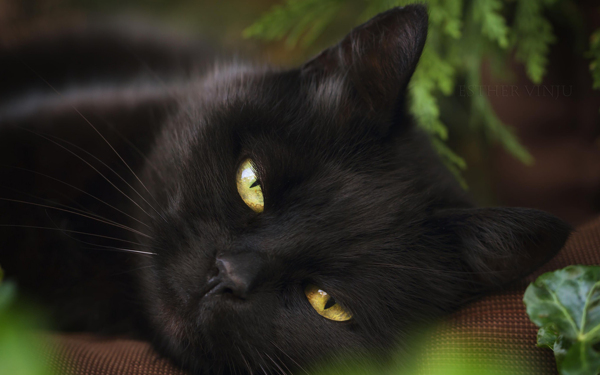 黑色小猫宠物猫咪背景