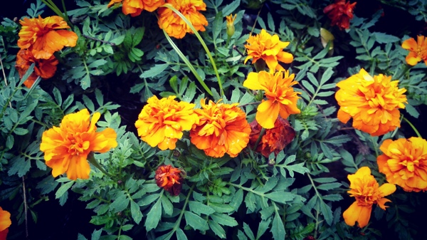 路邊的鮮花