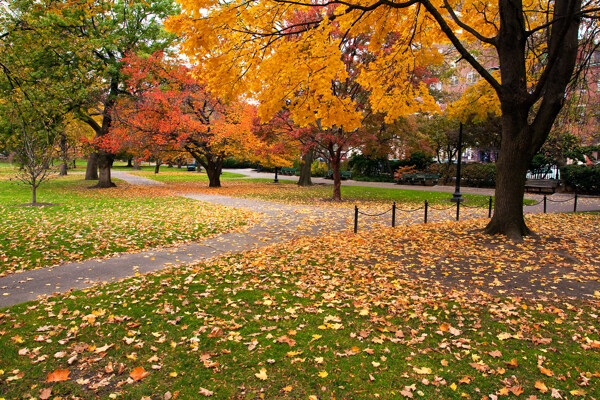 美丽的秋天树林风景图片