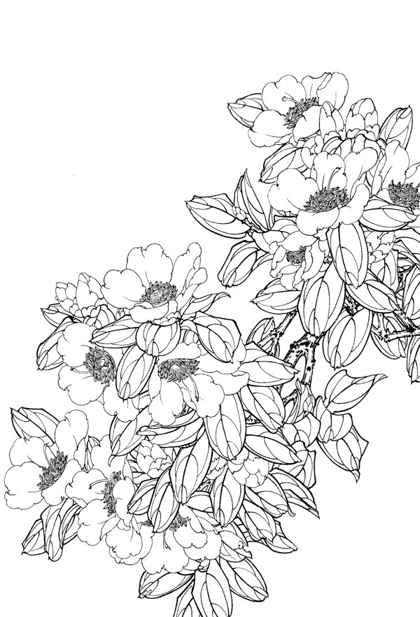 花卉白描图片
