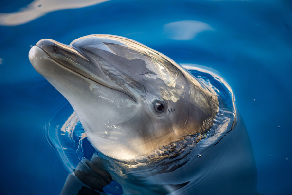 可爱的海豚动物