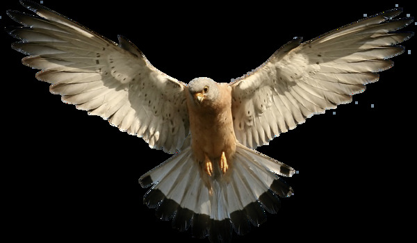 展开翅膀的老鹰图片免抠png透明图层素材