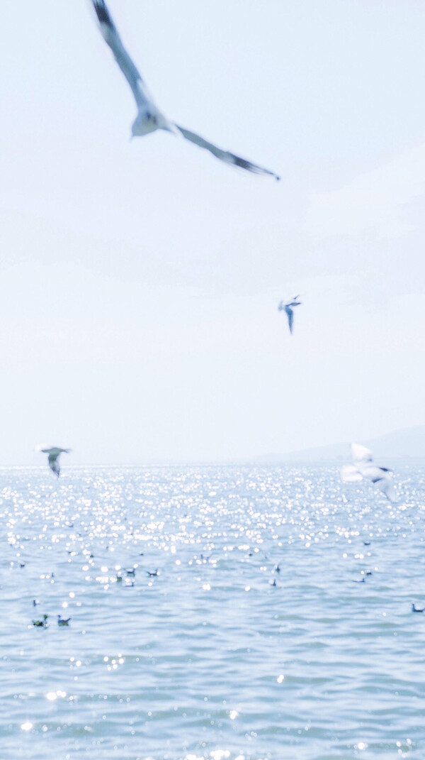 海鸥湖景