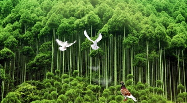 绿色树林鸽子背景墙