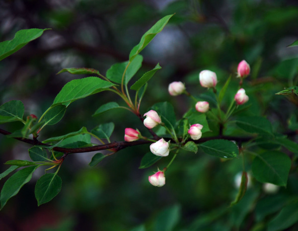 山丁子樹(shù)花圖片