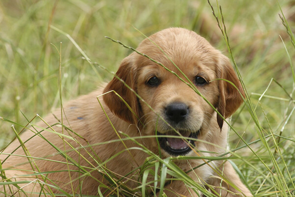 草丛中的小宠物狗图片