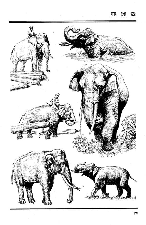 画兽谱79亚洲象图片
