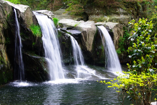 樹植物水風(fēng)景