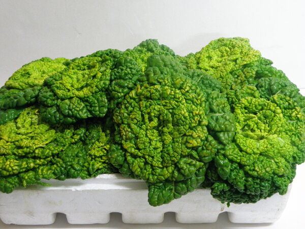 黃心菜圖片