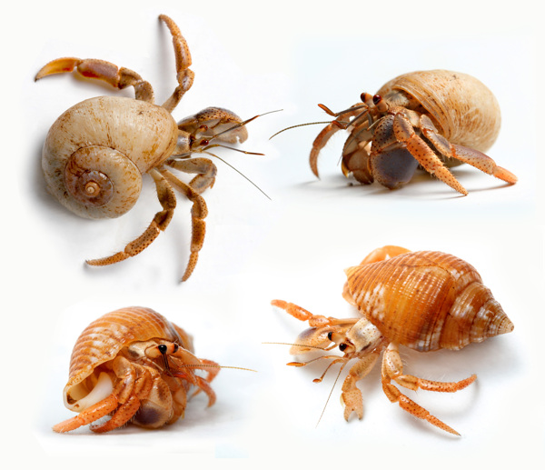 海螺動物圖片