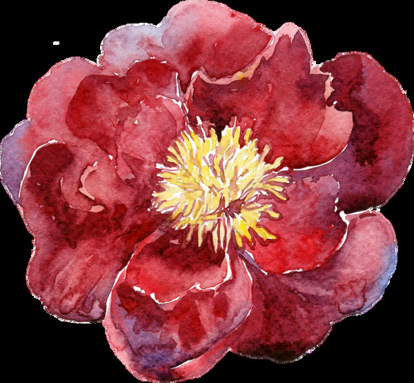 常見花卉png透明素材