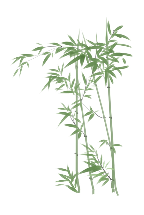 竹子插图