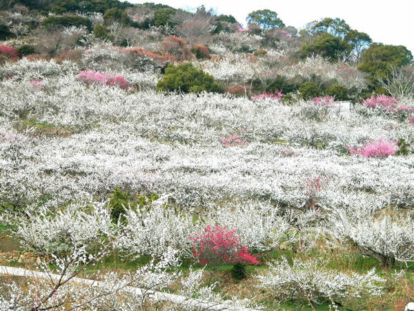 桃花圖片