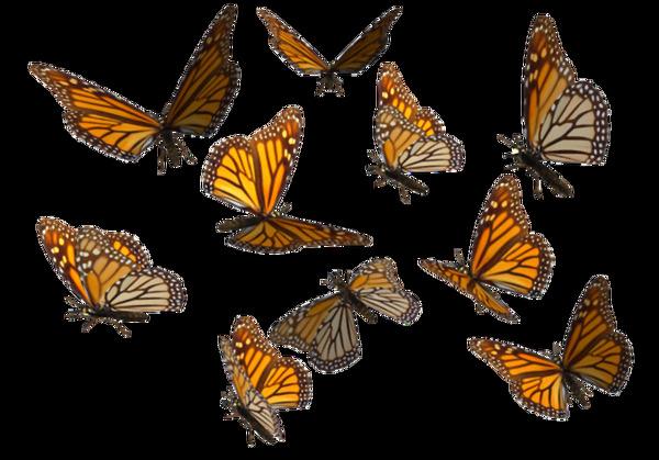 各种姿态漂亮蝴蝶免抠png透明素材