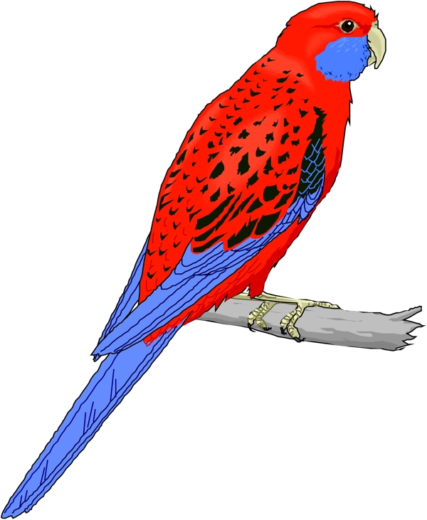 矢量逼真鳥類動物26