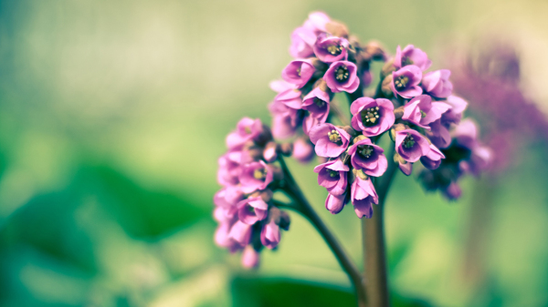 位圖寫(xiě)實(shí)花卉植物花朵小桃花免費(fèi)素材