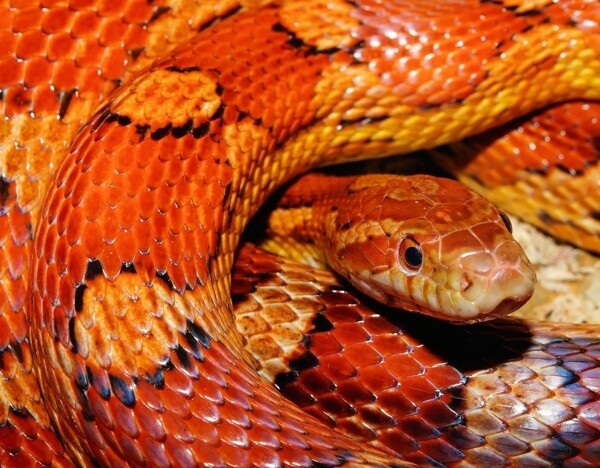 唯美图片桌面壁纸动物世界蛇