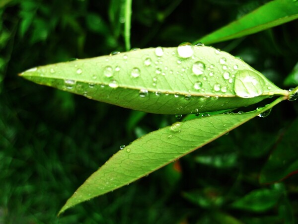 雨后綠葉