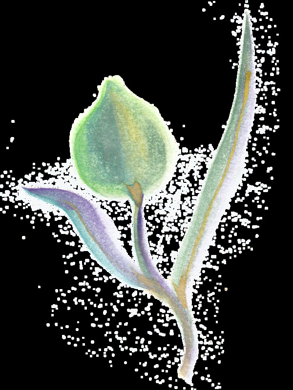 綠色桃花透明裝飾素材