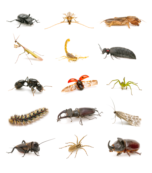 各种动物昆虫图片
