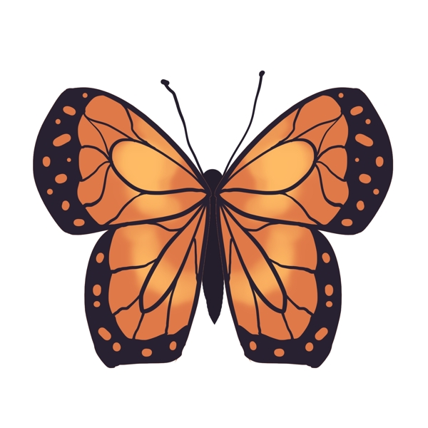 棕色动物昆虫蝴蝶