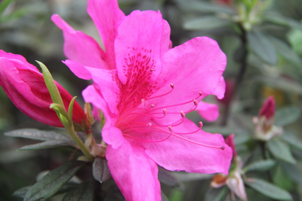 杜鵑花圖片