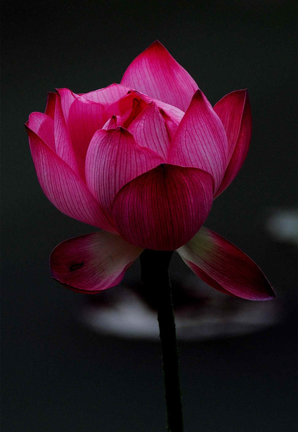 荷花圖片