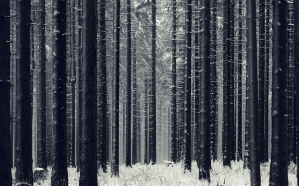 雪森林树木背景素材高清图片