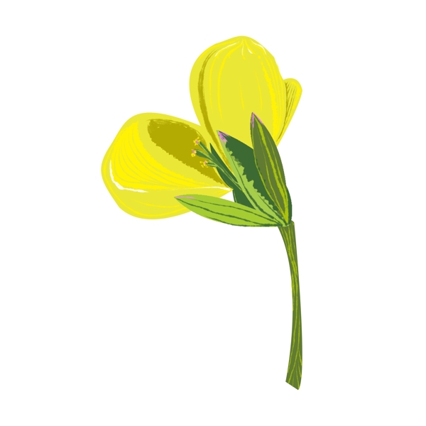 盛开的油菜花朵插图