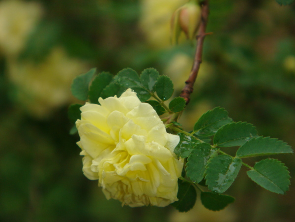 黃色薔薇圖片
