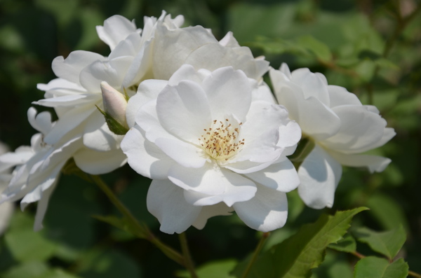 白花圖片